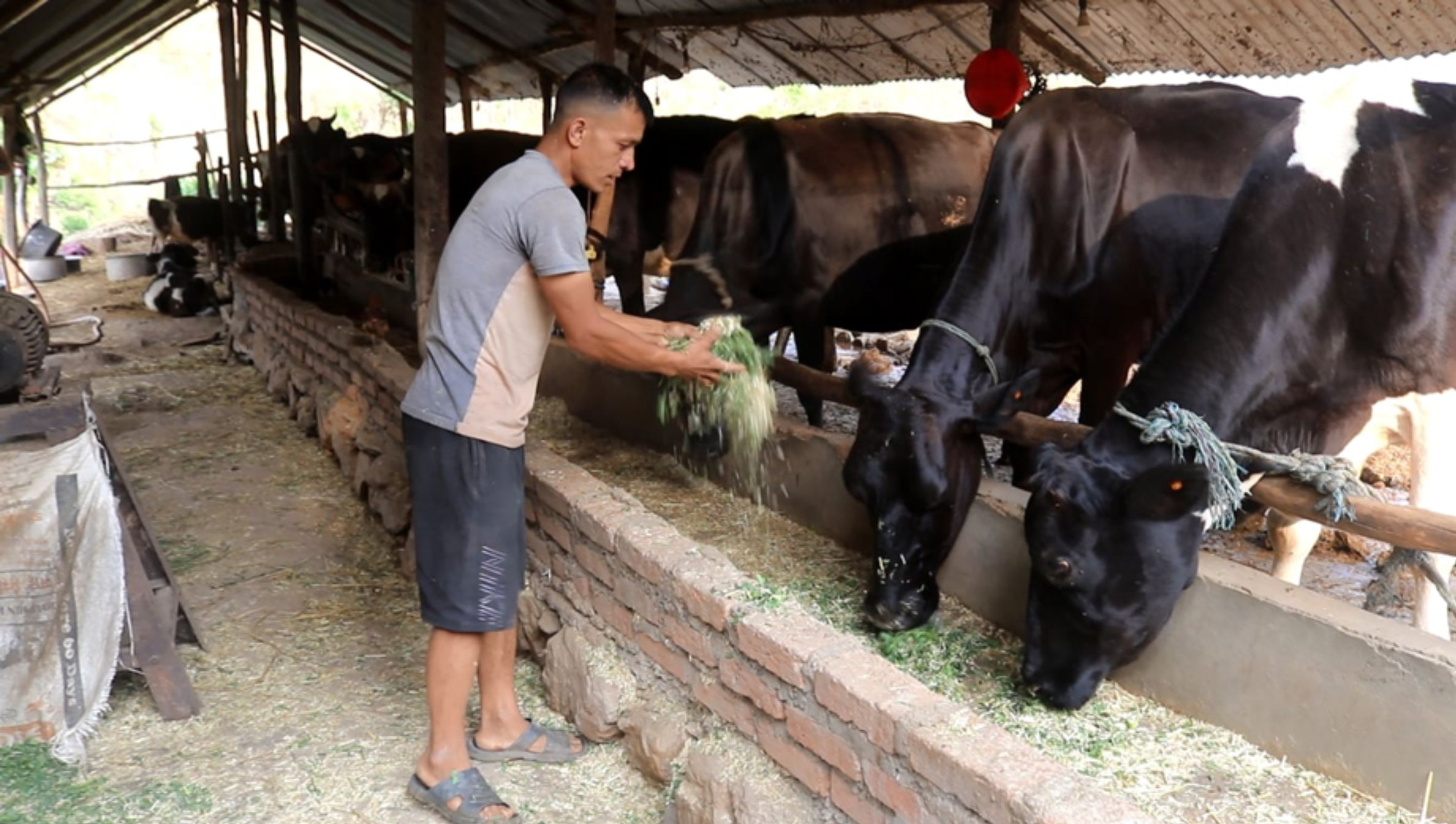 गाईपालन व्यवसायबाट मासिक एकलाख आम्दानी